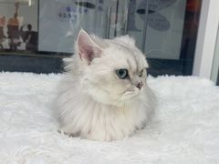 -爱洗澡的猫(天河路店)