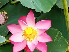 -莲花池公园
