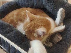 -Let's go狗咖·猫咖·奶狗·桌游(春熙路IFS店)