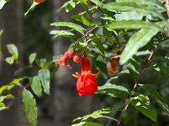 -艾提尕尔清真寺