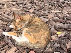 -龙华素斋(龙华路店)