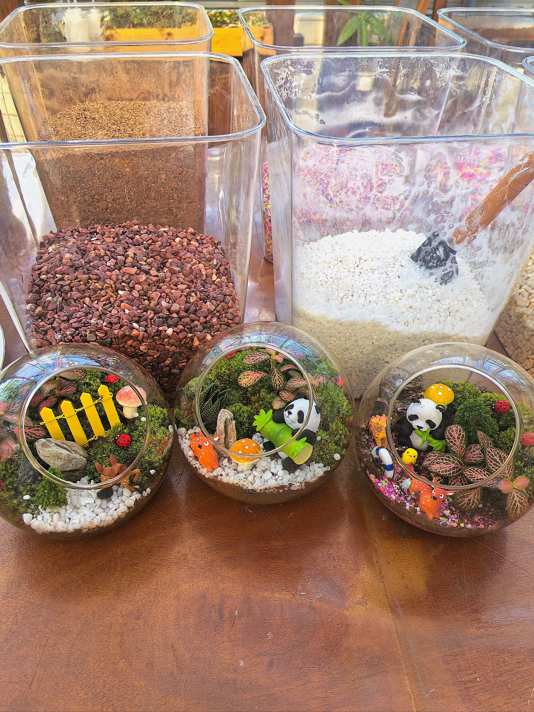 第一次体验微景观diy