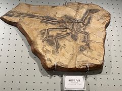 -辽宁古生物博物馆