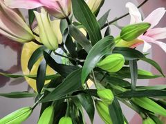 -秦美花卉(天朗·莱茵小城2期店)