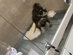 -唐小姐の私宠·宠物洗护美容·撸猫馆·购宠(周浦万达旗舰店)