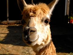 -意大利农场度假村