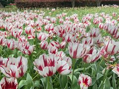 -上海鲜花港