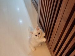 -袖虎·猫馆(体育西路店)