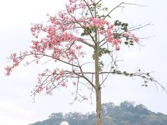 -风云岭森林公园