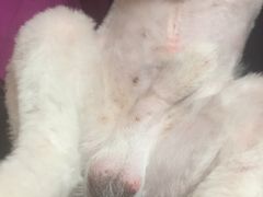 -瑞派·关忠动物医院·猫专科·犬专科(三环新城店)
