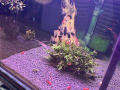 -武汉花鸟市场