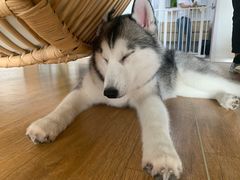 -Husky Go! 哈士奇体验馆·宠物咖啡厅狗咖
