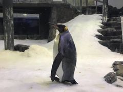 -悉尼海洋生物水族馆