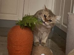 -A猫a狗全科·犬猫异宠·芥西宠物医院(南开总院)