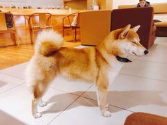 -柴务处·柴犬主题狗咖