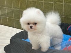 -帕帕拉兹宠物(亚洲旗舰店)