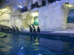 -华夏文旅海洋公园