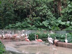 -深圳野生动物园