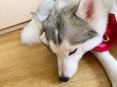 -Husky Go! 哈士奇体验馆·宠物咖啡厅狗咖