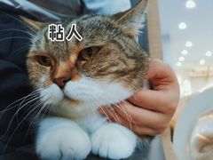 -喵园·猫主题咖啡厅·撸猫·猫咖(国贸店)