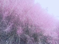 -南湖湿地公园