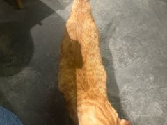-肥仔文澳门猪骨煲(南京西路店)
