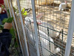 -福建鲤鱼洲酒店