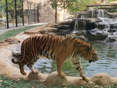 -北京野生动物园