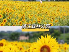 -上海滨江森林公园