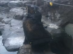 -西雅图水族馆