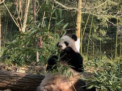 -都江堰中华大熊猫苑