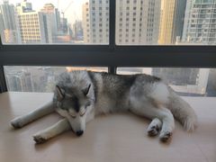 -Husky Go! 哈士奇体验馆·宠物咖啡厅狗咖