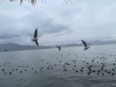 -大理洱海