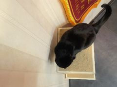 -宠爱国际动物医院·消化内科·心肾内科·ISFM猫友好(望京店)