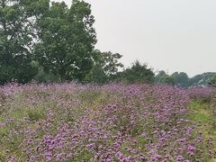 -西京湾花海