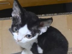 -御宝贝·A梦猫科宠物医院(国际猫友好医院)
