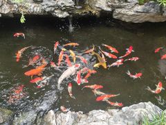 -顺德渔村·岭南一号