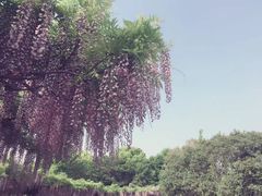 -嘉定紫藤园