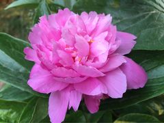 iphone_upload_pic-景山公园