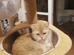 -楼上猫咖(罗湖店)