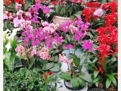 -秦美花卉(天朗·莱茵小城2期店)