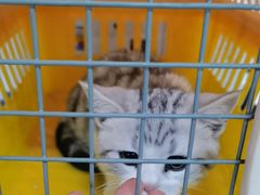 -瑞派福兴宠物医院犬猫全科·骨科·中西医结合(河东店)