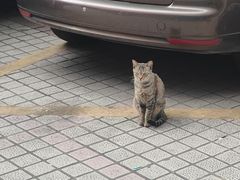 -安安宠医宠物医院·异宠·犬猫内科(岳阳分院)