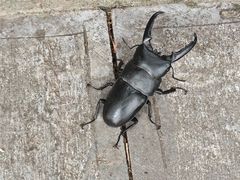 -丽清大别山鹅火锅(红皖家园店)