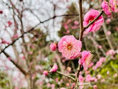 -顾村公园