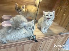 -猫十亿·布偶金渐层·曼基康矮脚猫舍(青年路店)