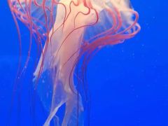 -上海海洋水族馆