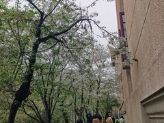 -武汉大学-樱园