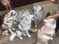 -TrueLove @ Neverland (Husky Cafe)