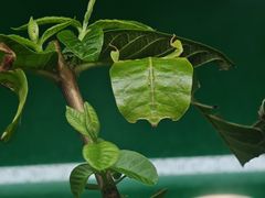 -上海大自然野生昆虫馆(东方明珠·爬宠昆虫探索中心)